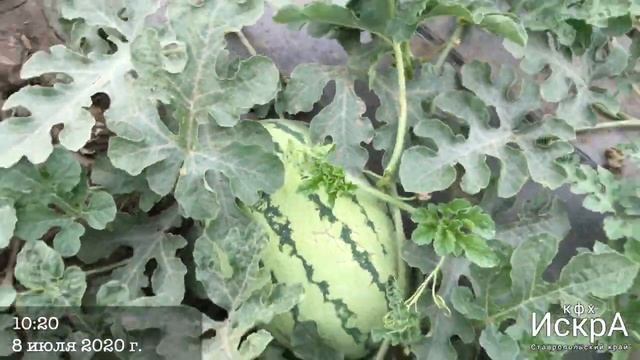 Арбуз nwt 4093 (на испытания) смотреть онлайн