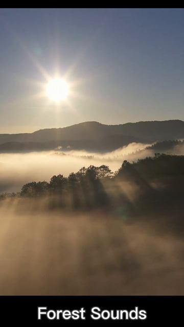 Forest Sounds | Woodland Ambience, Bird Song #shorts #asmr #forest смотреть онлайн