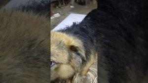 непоседа боб