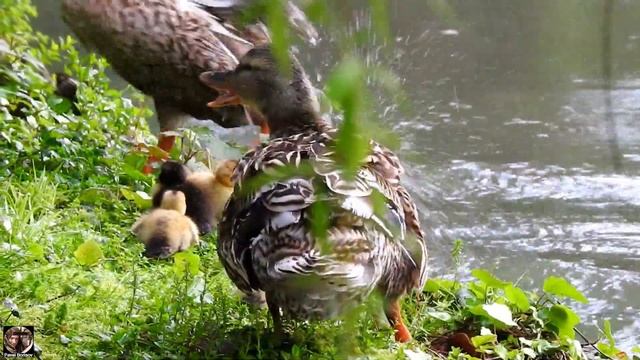 Утята. Утиные разборки #утята #утки #наблюдениезаптицами #сочи #birdwatching #ducklings #ducks