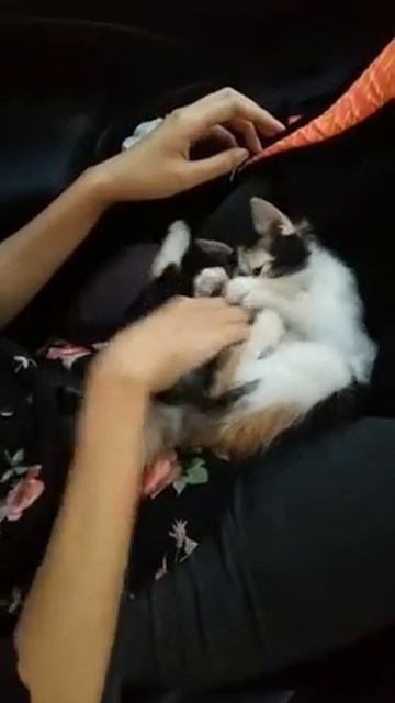 Domestic Long Hair Kitten For Adoption - 2 Months, Renal f.. смотреть онлайн