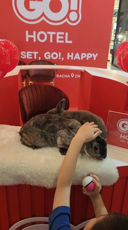 Отель Go! с кроликами 🐇 в Бангкоке 🌴 🍕 🍌 🥥 🍍