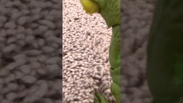 MIRAGAIA VS MASIAKASAURUS DINOSAURUS TOURNAMENT смотреть онлайн