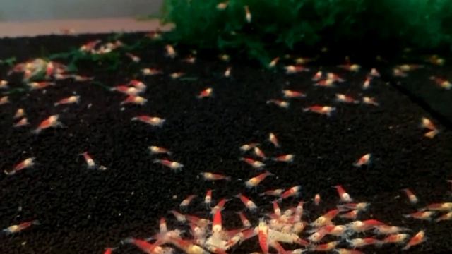 Calceo Bee Caridina Shrimp. смотреть онлайн