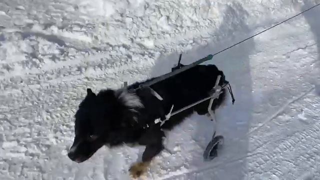 Видео отзыв о инвалидной коляски для моей собаки. смотреть онлайн