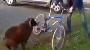 Баран против велосипедиста