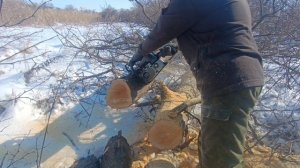 Пилим замороженное дерево. история одной акации