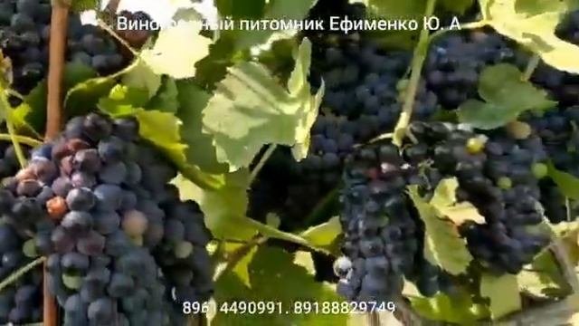 Оджалеши