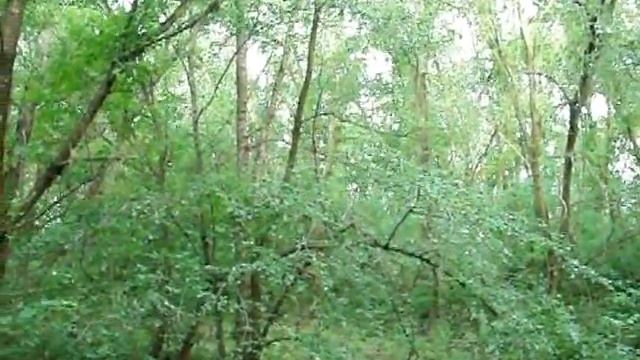 Утро на опушке.Утренняя какофония! смотреть онлайн