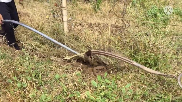 SITAOPAPAYA  CALAMASI INTERCROPPING