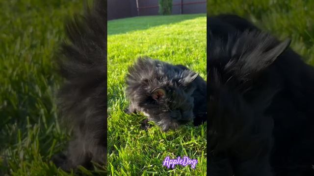 Продается‼️ Черный йорк мальчик 3 мес. Для дома для семьи #puppy #цветныейорки  ☎️ 89101888188 Ольга