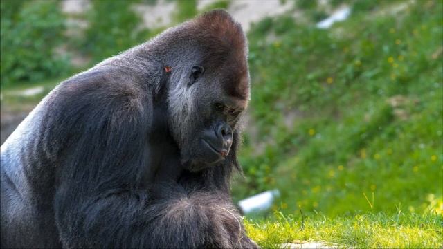 Звук гориллы / Gorilla sound смотреть онлайн