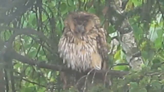 Хто живе на ялинці за вікном?) Сова! смотреть онлайн