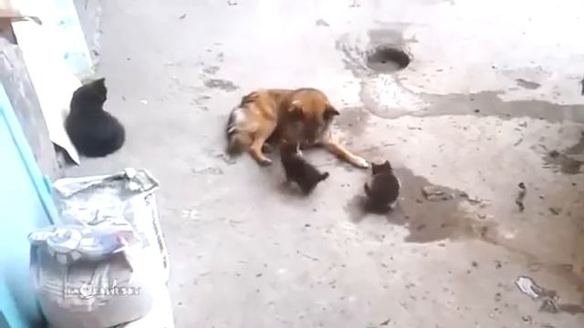 Кошка привела котят к своему другу смотреть онлайн