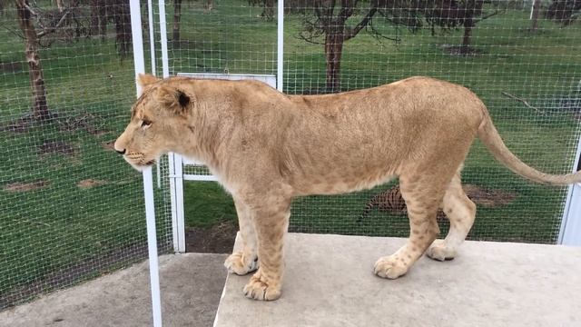 शेरों के साथ खेलना смотреть онлайн