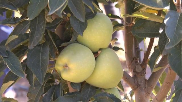 Депутат Түлкібас ауданында жұмыс сапарымен болды смотреть онлайн