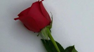 гимнастика