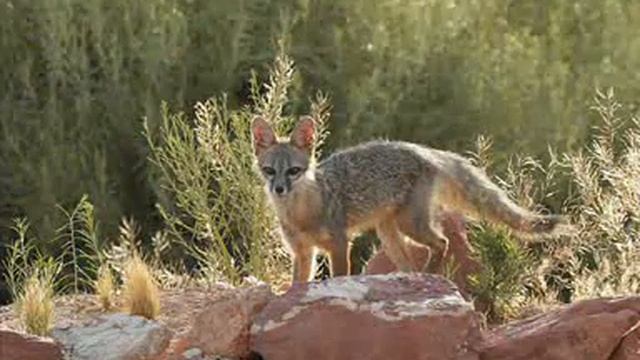 Panko - Hitra lisica.flv смотреть онлайн