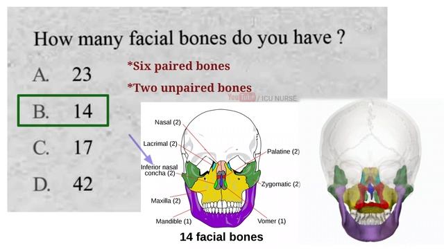 Anatomy MCQs from previous years Nursing question papers || Staff nurse exam #anatomymcqs смотреть онлайн
