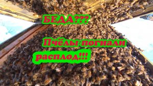 КАК ОБСТОЯТ ДЕЛА С ПЧЕЛОСЕМЬЁЙ У КОТОРОЙ БЫЛО ДВЕ РАМКИ РАСПЛОДА, ОТВЕТЫ НА КОММЕНТАРИИ.