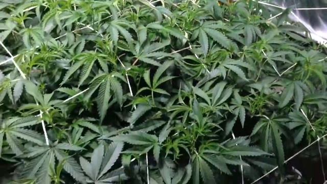 CAN YOU GET A POUND FROM ONE 315W CMH/LEC? - 12/12 DAY 1 VADER OG's MALIBU PIE G2 PHENO смотреть онлайн