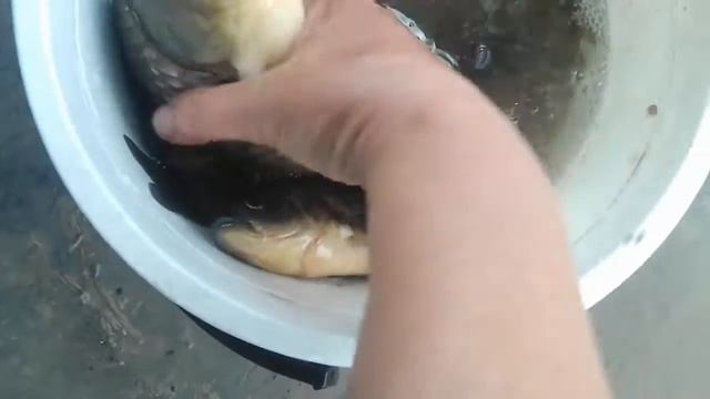 #Shorts Улов карася #первыйкарась #рыбаозера #большойкарасьнаудочку #рыбалка2022 смотреть онлайн