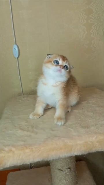 Даришка Апельсинка- Дар Божий  котики рекомендации cats scottishfold топ питомник fyp