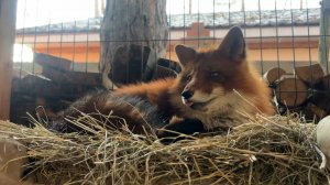 Лиса-Алиса. Лис Игнис перенимает привычки у Алисы.