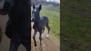 Жеребенка вывели гулять с мамой первый раз