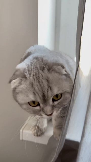 #котикиправятмиром #шерри #мимишность #youtubeshorts #котики #шортс #прикол #cats #милота