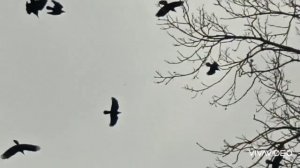 Стаи грачей/крики птиц/галки/Харьков