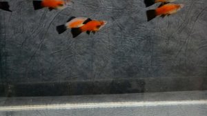 Меченосцы АДА