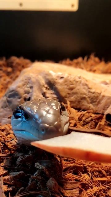 Blue Tongue Skink waking up shorts