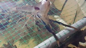 Линька креветки Макробрахиум Розенберг