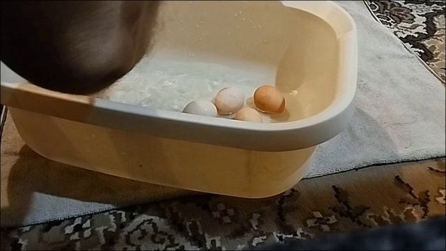 Инкубация куриных яиц в 2025 году. Первый наш опыт. (первая инкубация)