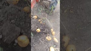 картофель супер 02.09.2024.