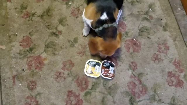 Ep:13 "The Beagle Barge Beagle Build" | Building Cabin Doors смотреть онлайн