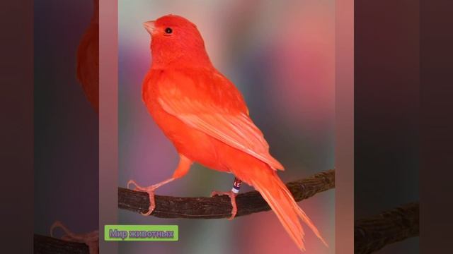 Канарейки Canaries смотреть онлайн