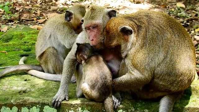 Sweety angry mum cos not care to her , Smart baby hug strongly for milk, Tricky baby #2488 смотреть онлайн