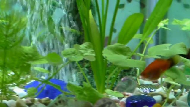 Меченосцы смотреть онлайн