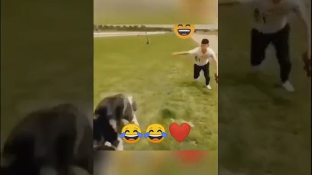 Володя Н. Диги диги.