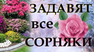 Эти цветы задавят самые злостные сорняки