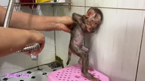 A cute day of baby monkey Tina bathing eating and sleeping