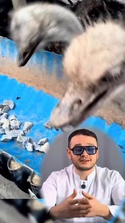 Зачем они едят камни?