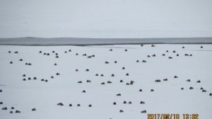 Дикие утки, цапли зимой в Ставропольском крае.