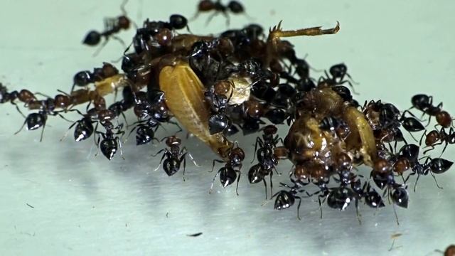 Crematogaster scutellaris vs. Cricket смотреть онлайн