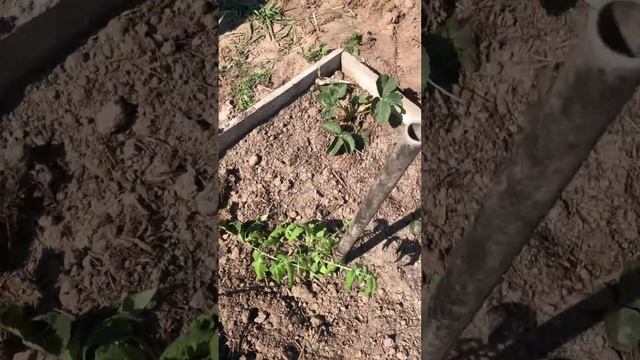 Посадка в грунт рассады томатов. Посадка картошки. Обзор грядок