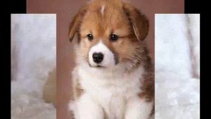 какая ты собака по зз