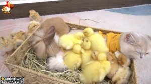 Утята и Цыплята - Кошки и котята (209) Хвостики да Усики ❣️