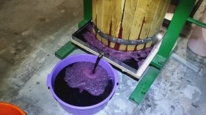 Виноград 2021